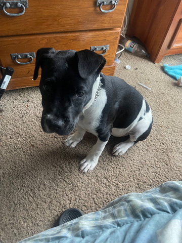American Pit Bull Terrier – selling my pit bull