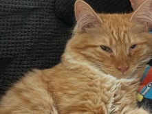 2 year old cat in need of loving home – Murrieta