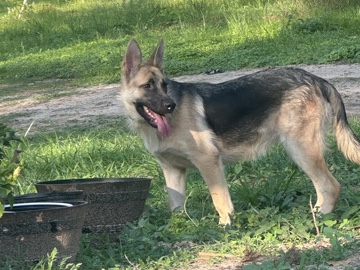 German Shepherd – Intelligent 5-Month-Old German Shepherd Puppy in Edna – Edna