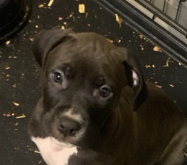 Staffy/Boxer pups