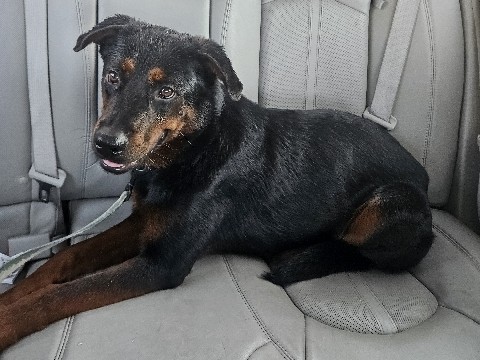 Rottweiler – Puppy – College Station