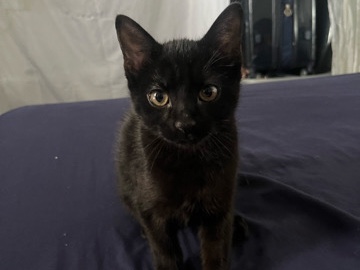 Bengal – kitten half tabby half bengal – Brampton