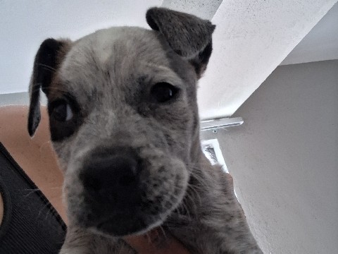 American Pit Bull Terrier – bandit – Tulsa