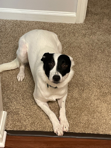 Border Collie – needs new home asap!