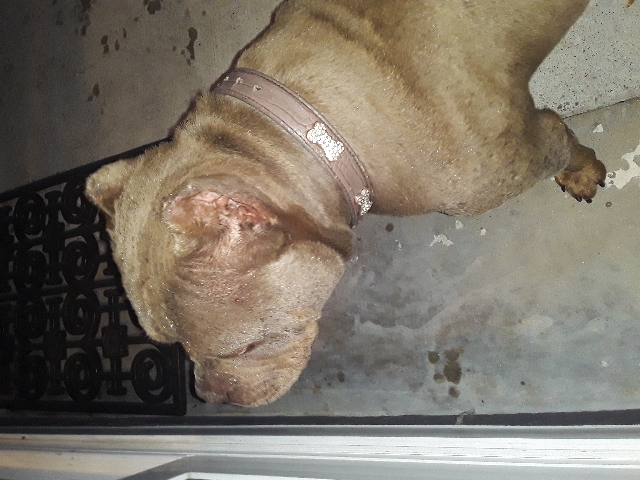 2 year old female bully