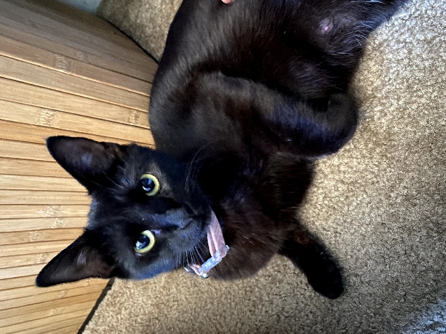Burmese – Mina