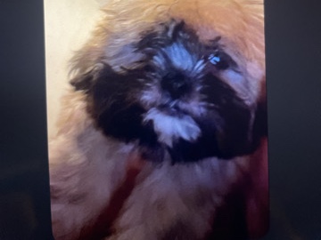 Shih Tzu – 100% Shih Zhu – Arden-Arcade
