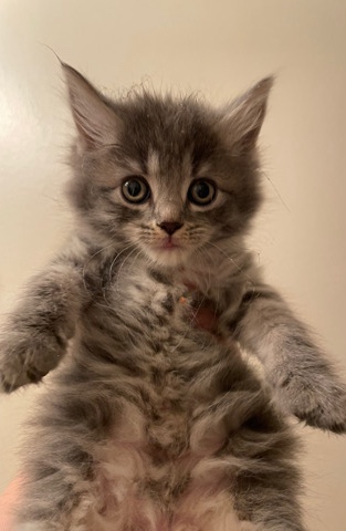 Bengal – beautiful kittens bengal cross