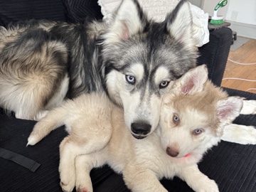 Siberian Husky – Brother and Sister Huskys – Palatine