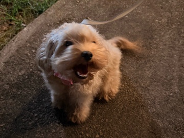 Cavapoo – Rehoming Cavapoo – Locust Grove