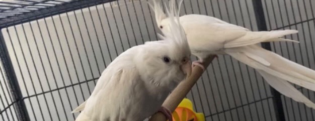 Adult Albino Cockateil Birds