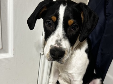 Mixed Breed – needs a good home – Highfill