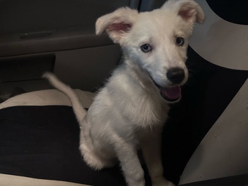 puppy for sale – Dallas