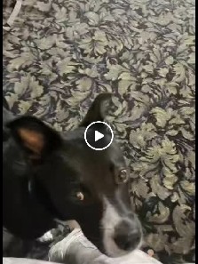 Australian Cattle Dog – Panda for removing! [really a dog 😉😜]
