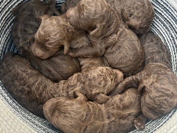 Goldendoodle – F1bb Goldendoodles – Conway