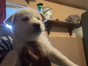 Siberian Husky – Husky 2 in AZ – Albuquerque