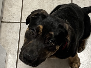 Mixed Breed – puppy needs new home asap – Saint Petersburg