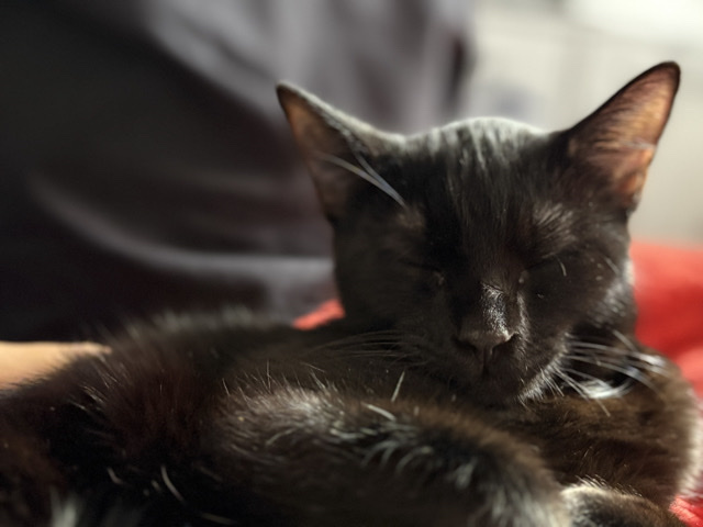 Her name is beauty! really sweet kitty – Sterling