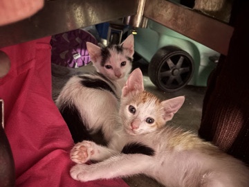 kittens looking for a good home – Azusa