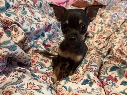 Chihuahua – Chihuahua puppies for sale – Cullowhee