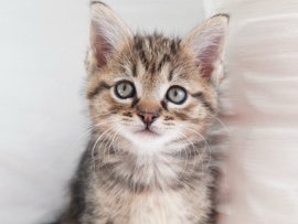 kitten female – Battle Ground