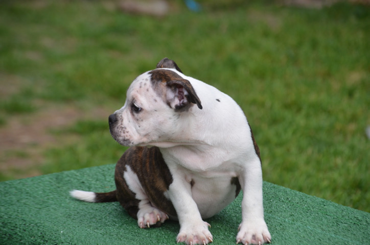 American Pit Bull Terrier – female bully