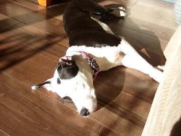 American Staffordshire Terrier - Female Staffy/American Bulldog available for adoption in Duncan