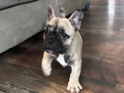 American Bulldog – Mimi – Barto