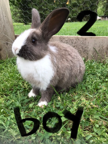 New Zealand – Rabbits pets for sale