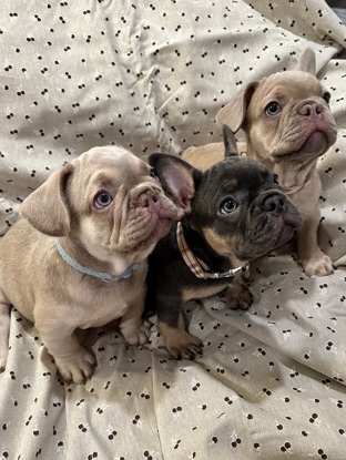 French Bulldog – Purebred frenchies