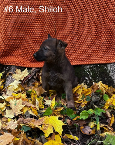 German Shepherd – AKC German Shepherd Puppy
