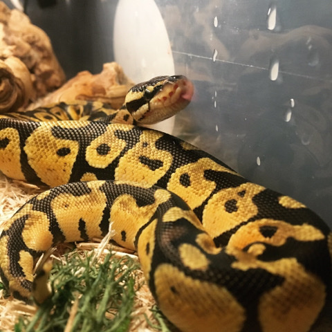 Ball python