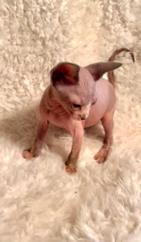 Sphynx – sphynx kitten boy