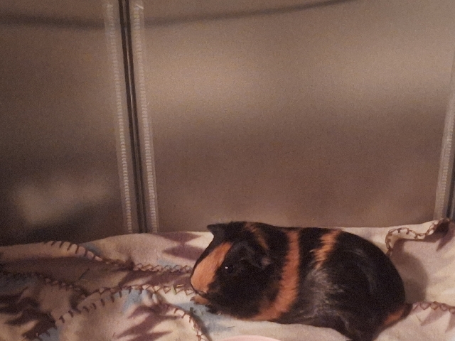 Guinea Pig – Guinea Pig Rehome – Austell