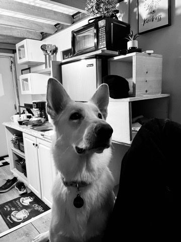 German Shepherd β One year female german shepherd