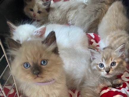 Ragdoll – Adorable Ragdoll Kittens for Sale – Churchville – Churchville