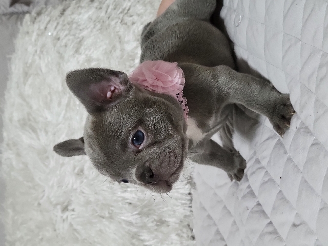 French Bulldog – french bulldog