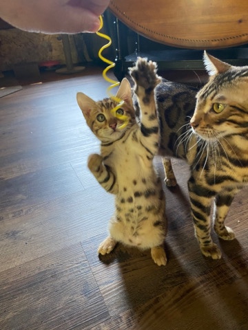 Bengal – Kittens Bengals purebred