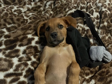 German Shepherd – free puppy – Fontana