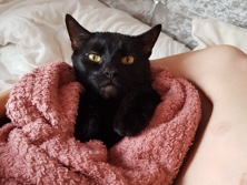 British Shorthair – milo free