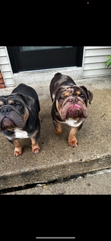 American Bulldog – Blue Tribe Mini English Bulldog