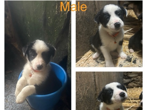 2 border collie puppies looking for forever🏡