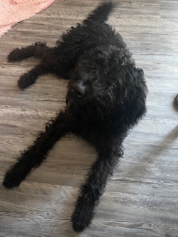 labradoodle