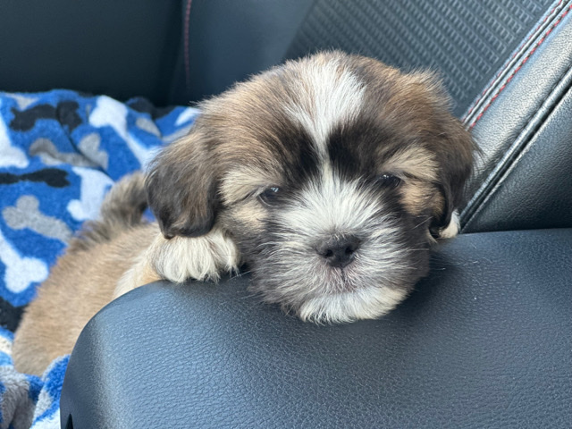 Yorkshire Terrier – shorkey puppie (needs to be rehomed asap!)