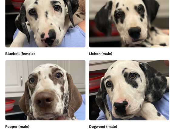 Dalmatian – Dalmatian Puppies – Nipomo