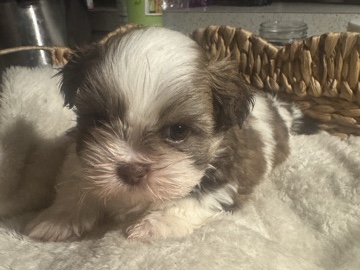 Shih Tzu – Male Shih Tzu puppy Patrick – Los Angeles