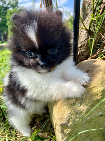 Pomeranian – Black and white female