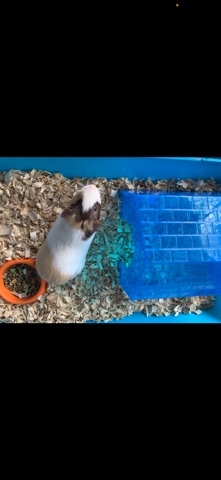 Any – guinea pig