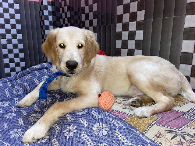 Golden Retriever - Dog Rehone available for adoption in New Delhi