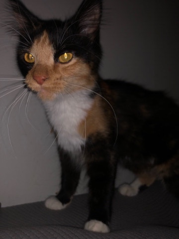 Rehome